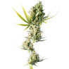 Durban feminisiert - Sensi Seeds