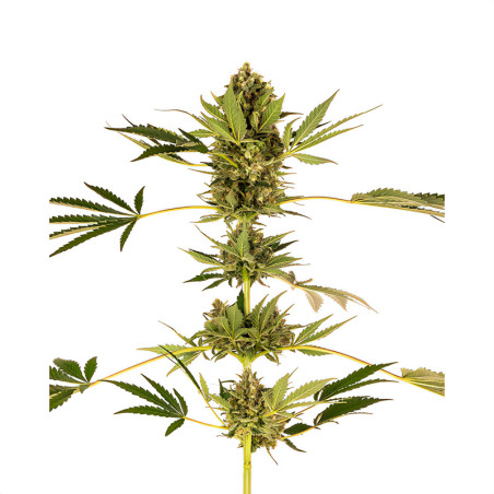 Himalayan CBD von Sensi Seeds