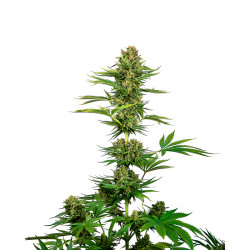 Satin Black Domina CBD de Sensi Seeds