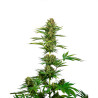 CBD Black Domina Satinado - Sensi Seeds