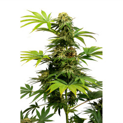 Black Harlequin CBD von Sensi Seeds