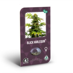 Black Harlequin CBD von Sensi Seeds