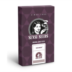 Sensi Amnesia di Sensi Seeds