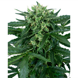 Plant de Sensi Amnesia Auto de Sensi Seeds