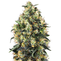 Super Skunk Auto de Sensi Seeds