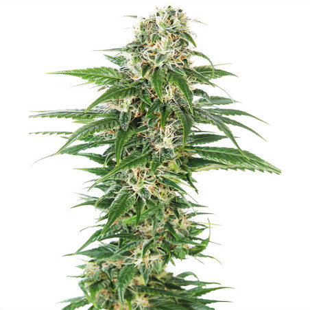 Early Skunk Auto de Sensi Seeds en intérieur