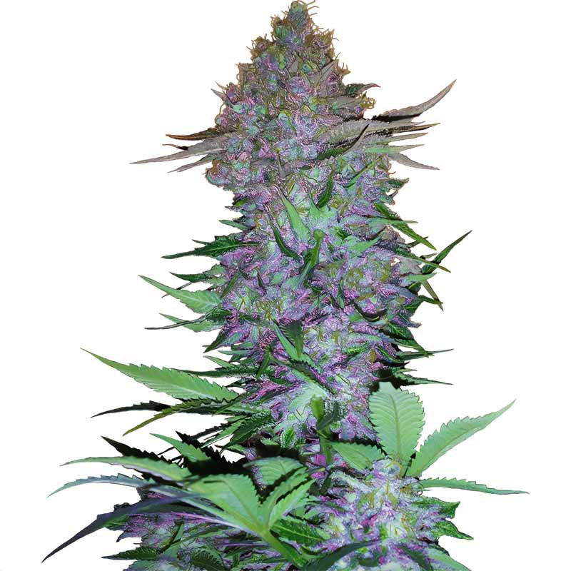 Purple Skunk Auto - Sensi Seeds