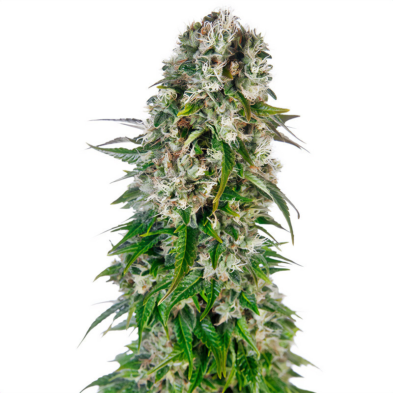 Big Bud Auto - Sensi Seeds