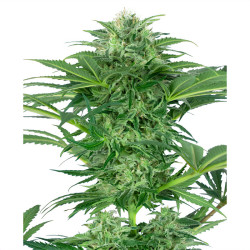 Skunk Dream CBD von Sensi Seeds