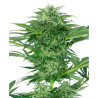 Skunk Dream CBD - Sensi Seeds