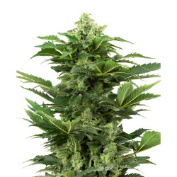 Afghan Pearl CBD Auto von Sensi Seeds