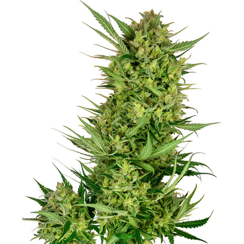 Buttercreme- Gelato – Sensi Seeds