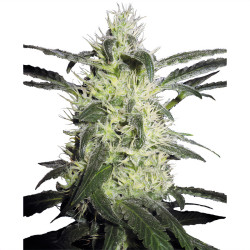 Silver Haze -Pflanze von Sensi Seeds