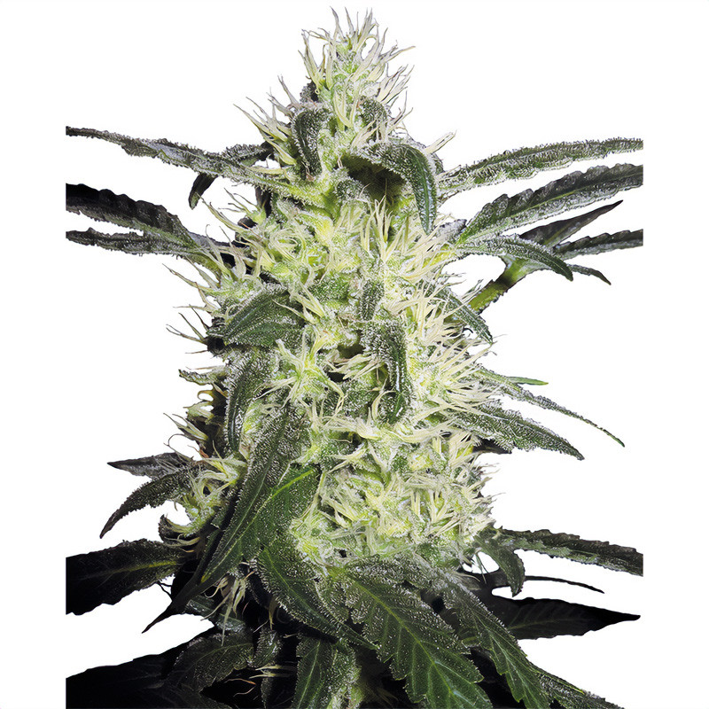 Silver Haze - Sensi Seeds