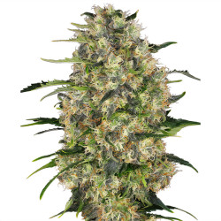 Black Domina von Sensi Seeds