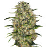 Black Domina - Sensi Seeds