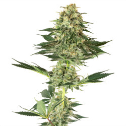 Banana Kush di Sensi Seeds White Label