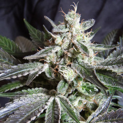 Black Jack von Sweet Seeds