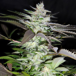 Black Jack de Sweet Seeds