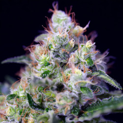 Cream Caramel von Sweet Seeds