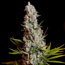 Sweet Cheese von Sweet Seeds