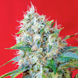 Green Poison von Sweet Seeds