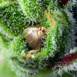 Germinazione di un seme Green Poison della FastBuds