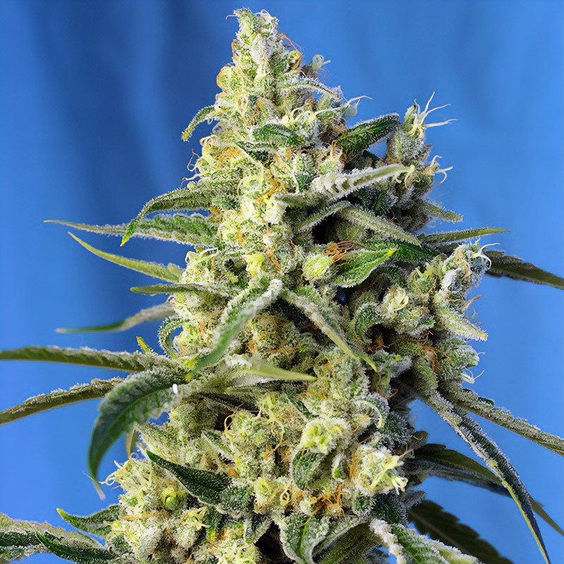 Sweet Amnesia Haze - Sweet Seeds