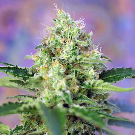 Crystal Candy von Sweet Seeds