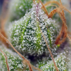 Crystal Candy von Sweet Seeds