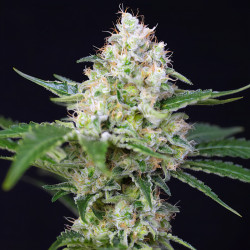 Crystal Candy von Sweet Seeds