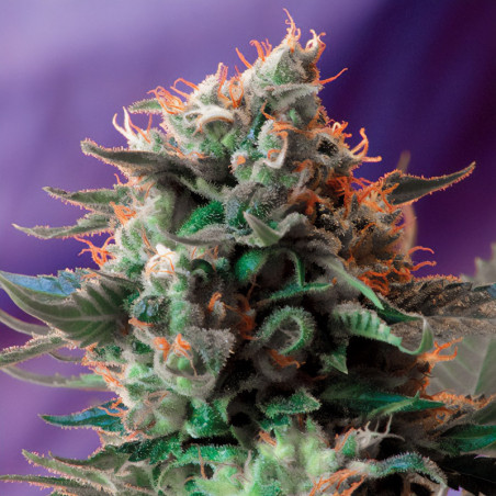 Jack 47 von Sweet Seeds