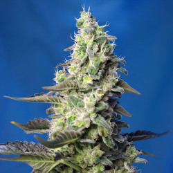 Green Poison XL Auto von Sweet Seeds