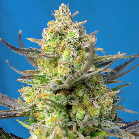 Sweet Cheese XL Auto von Sweet Seeds