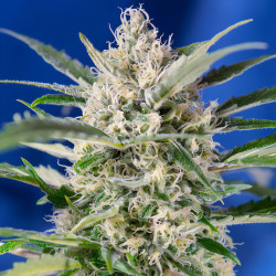 Crystal Candy Auto von Sweet Seeds