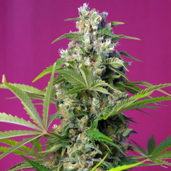 Gorilla Girl von Sweet Seeds