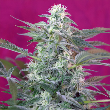 Big Foot von Sweet Seeds