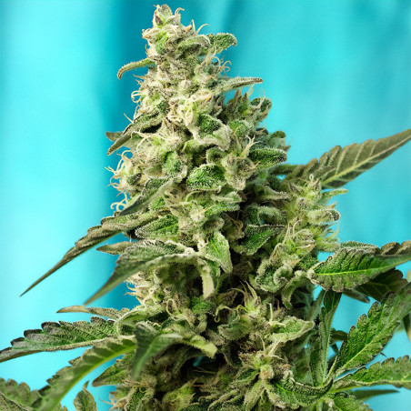 Green Poison Fast Version von Sweet Seeds