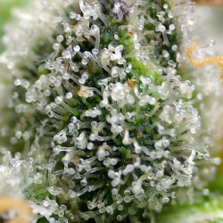 Green Poison Fast Version von Sweet Seeds