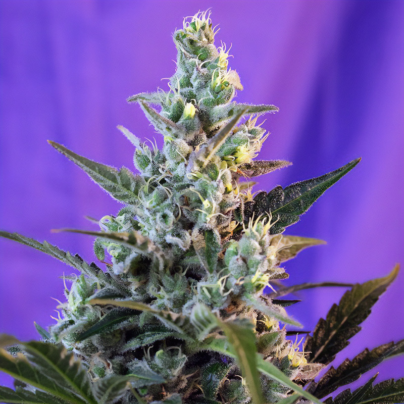 Sweet Skunk F1 Fast Version - Sweet Seeds