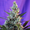 Sweet Skunk F1 Fast Version - FastBuds