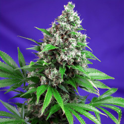 Killer Kush Fast Version di FastBuds