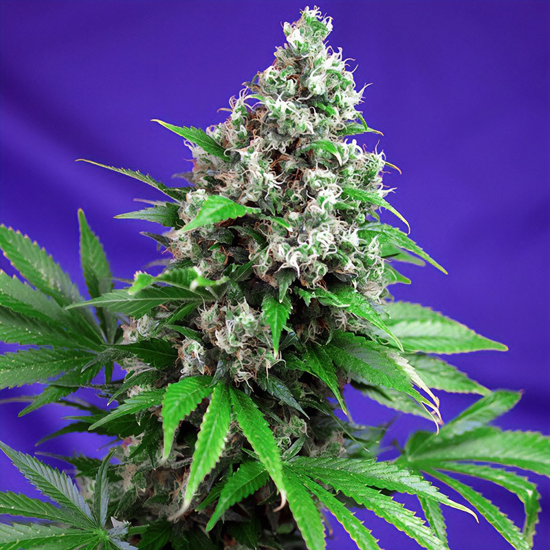 Killer Kush Fast Version - Sweet Seeds