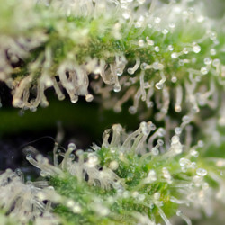 Killer Kush Fast Version di FastBuds