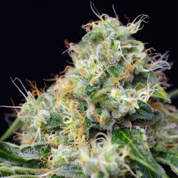 Killer Kush Fast Version di FastBuds