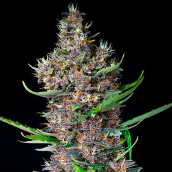 Red Poison Auto von Sweet Seeds