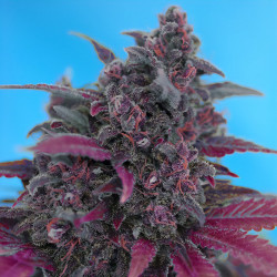 Bud della Dark Devil Auto della FastBuds