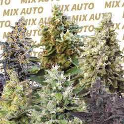 Sweet Mix Auto von Sweet Seeds