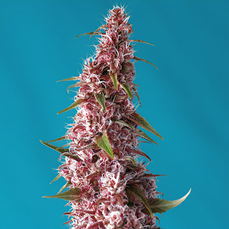 Red Pure CBD Auto von Sweet Seeds