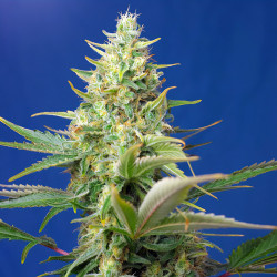 Sweet Pure CBD Auto di FastBuds